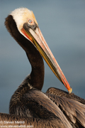 GANNETS, FULMARS, PELICANS, AND CORMORANTS
